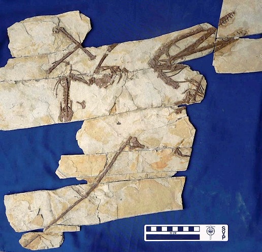 Fossil skeleton of Darwinopterus (skull 185 mm long). Picture credit: Lü Junchang (lujc2008@126.com).